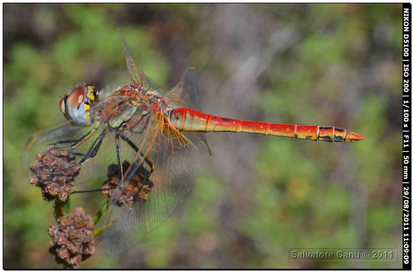 Sympetrum fonscolombii ♂